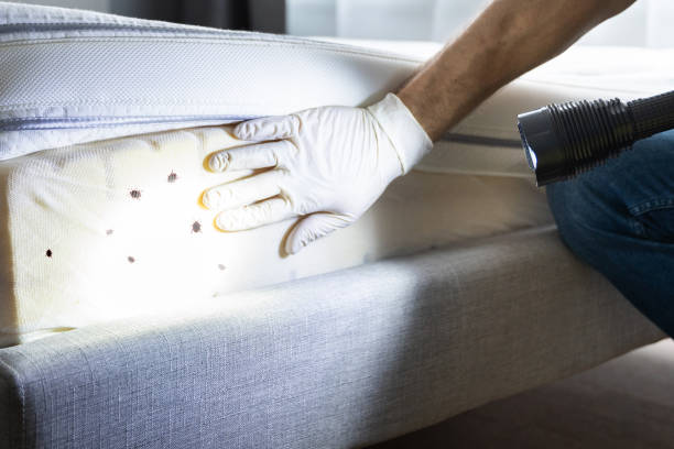 Best Bed Bug Extermination  in Alderwood Manor, WA