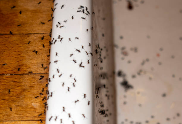 Best Bird Control  in Alderwood Manor, WA